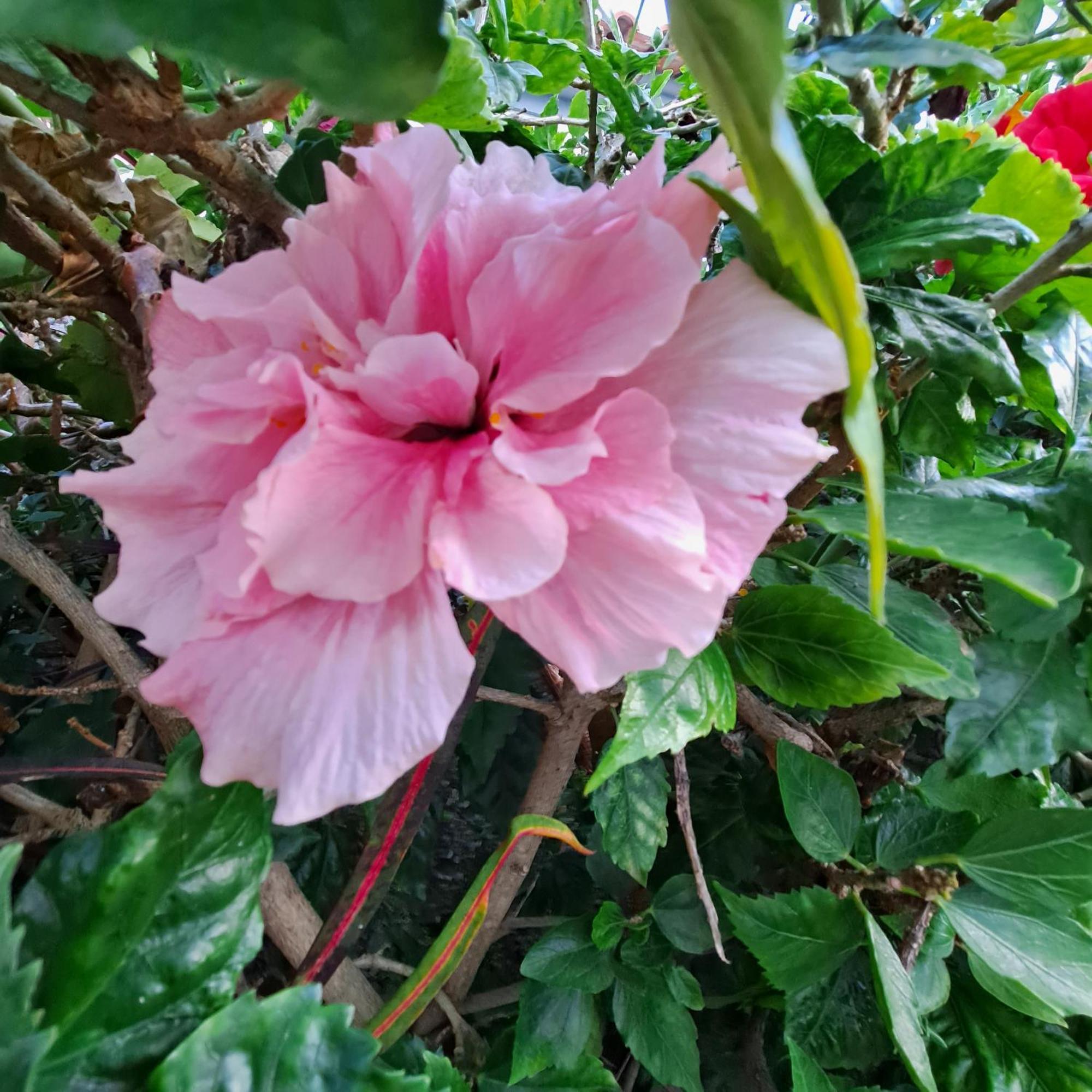 Chale Funchal - City View מראה חיצוני תמונה