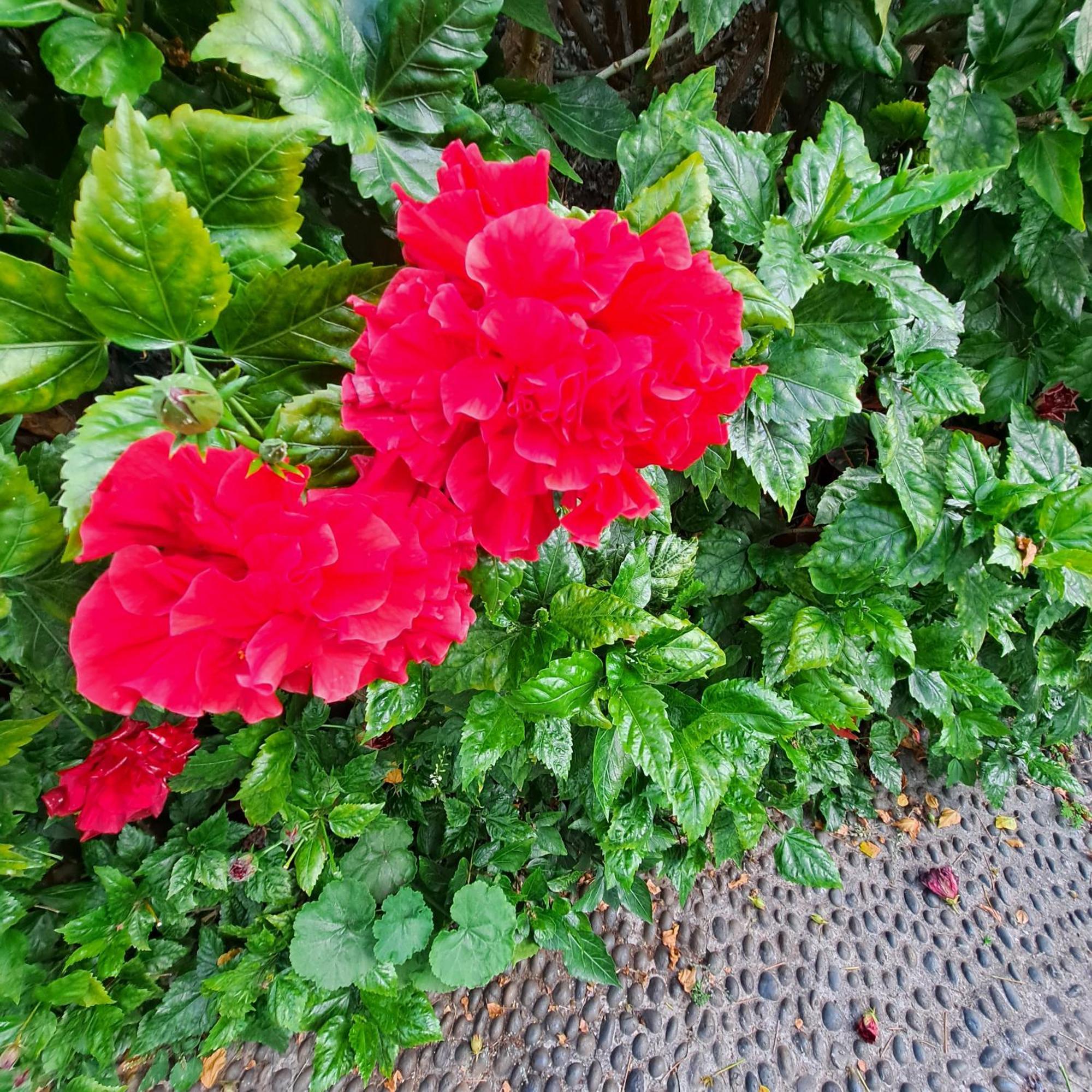 Chale Funchal - City View מראה חיצוני תמונה